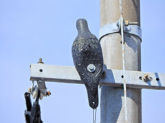 こちら電柱で監視中！