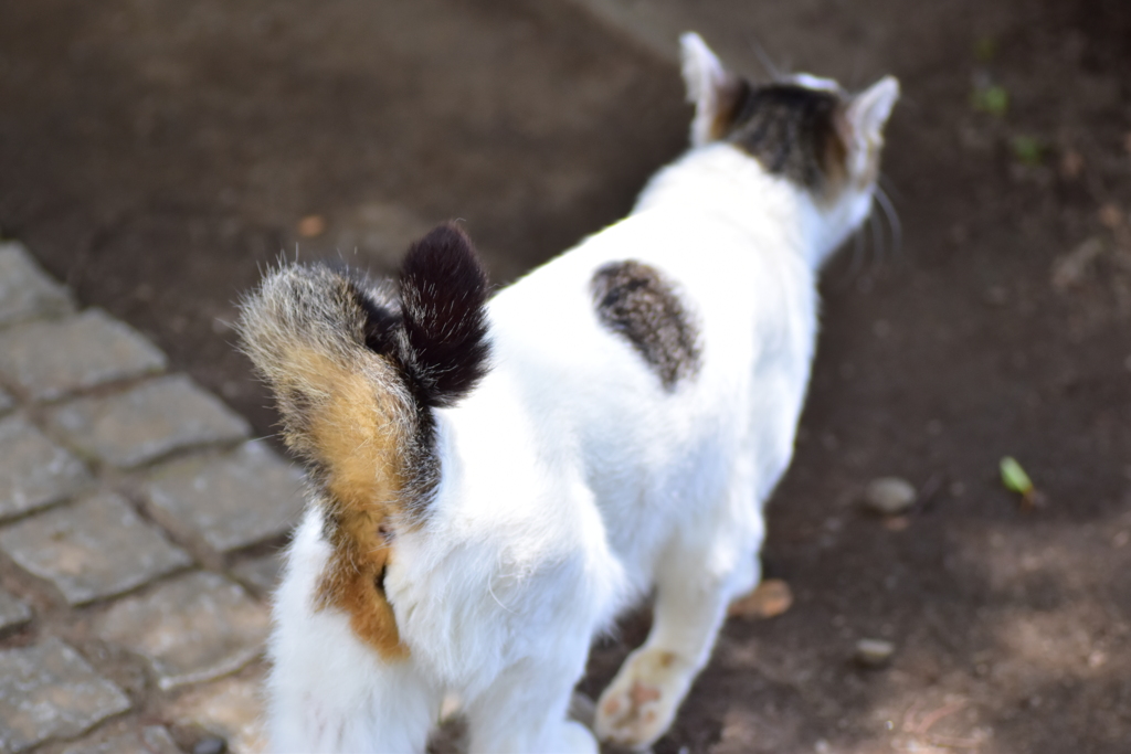 二ヶ領用水路・・脇で　野良にゃん　３