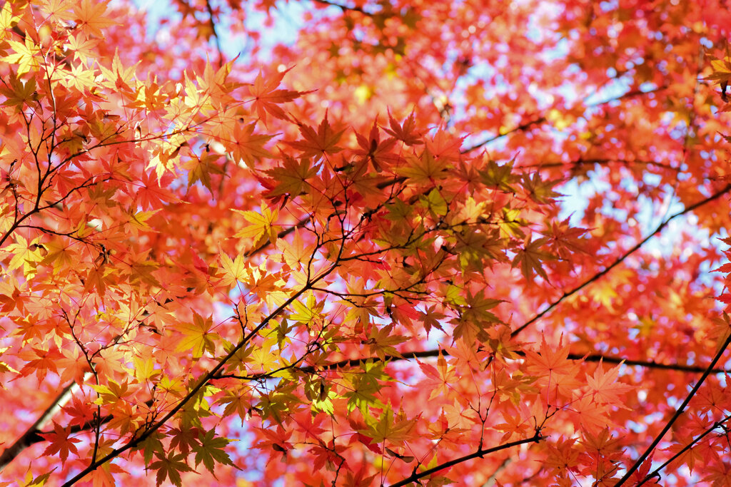 燃え、萌え・・・紅葉　８