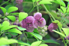 「木通」の花　２