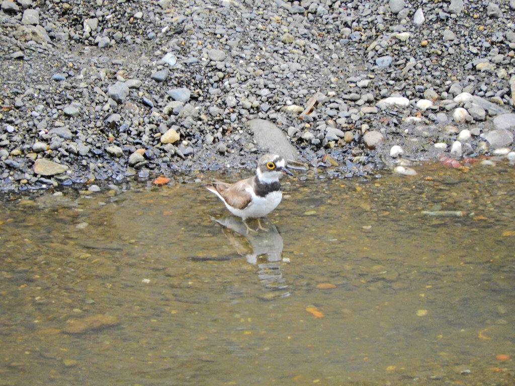 矢上川で初めて出合った鳥さん　お名前は？1/3