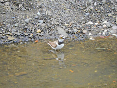 矢上川で初めて出合った鳥さん　お名前は？1/3