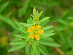 キバナミソハギ　(黄花禊萩) 　２