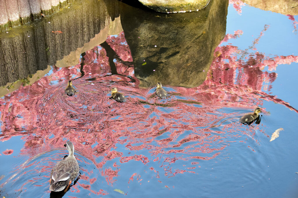 私の散歩道・・せせらぎ遊歩道　３