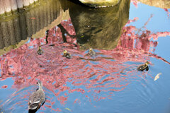 私の散歩道・・せせらぎ遊歩道　３