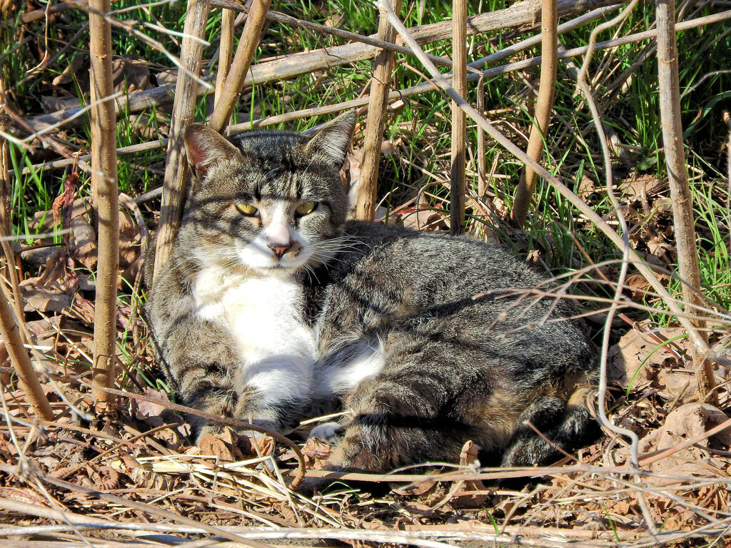 猫の日(=^☻ω☻^=)にゃん♪　１