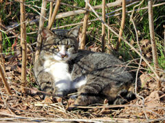 猫の日(=^☻ω☻^=)にゃん♪　１