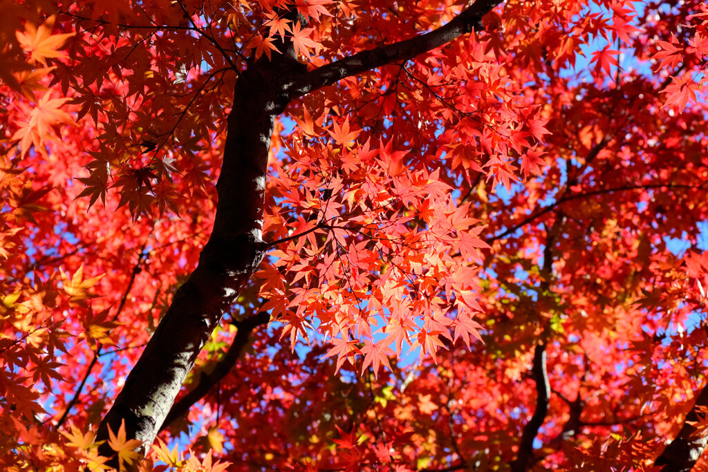 燃え、萌え・・・紅葉　４