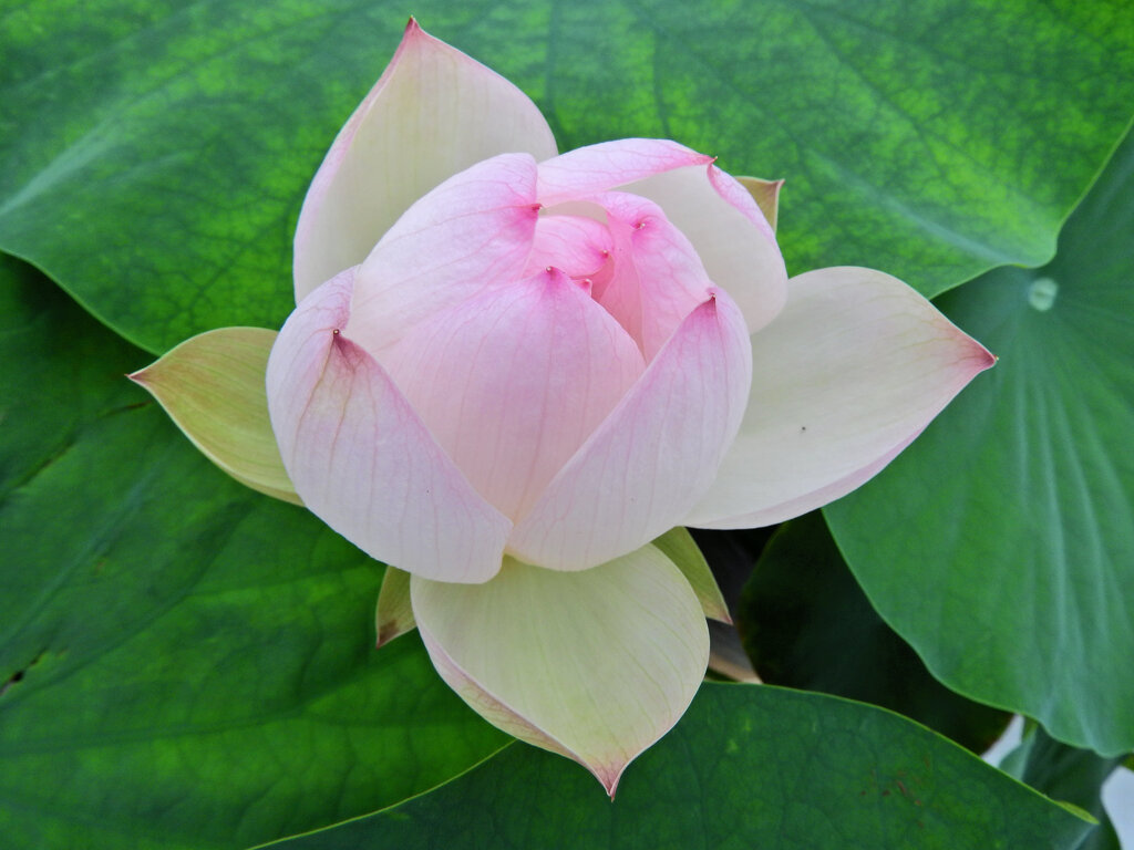 溝ノ口　大蓮寺　蓮の花　４