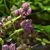 木通の花　1/3