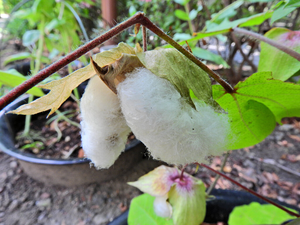 綿 （わた）   (Cotton plant）　４