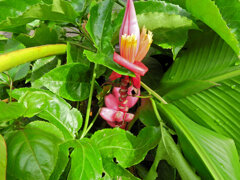 赤実バナナ（ピンクバナナ・アケビバナナ）1