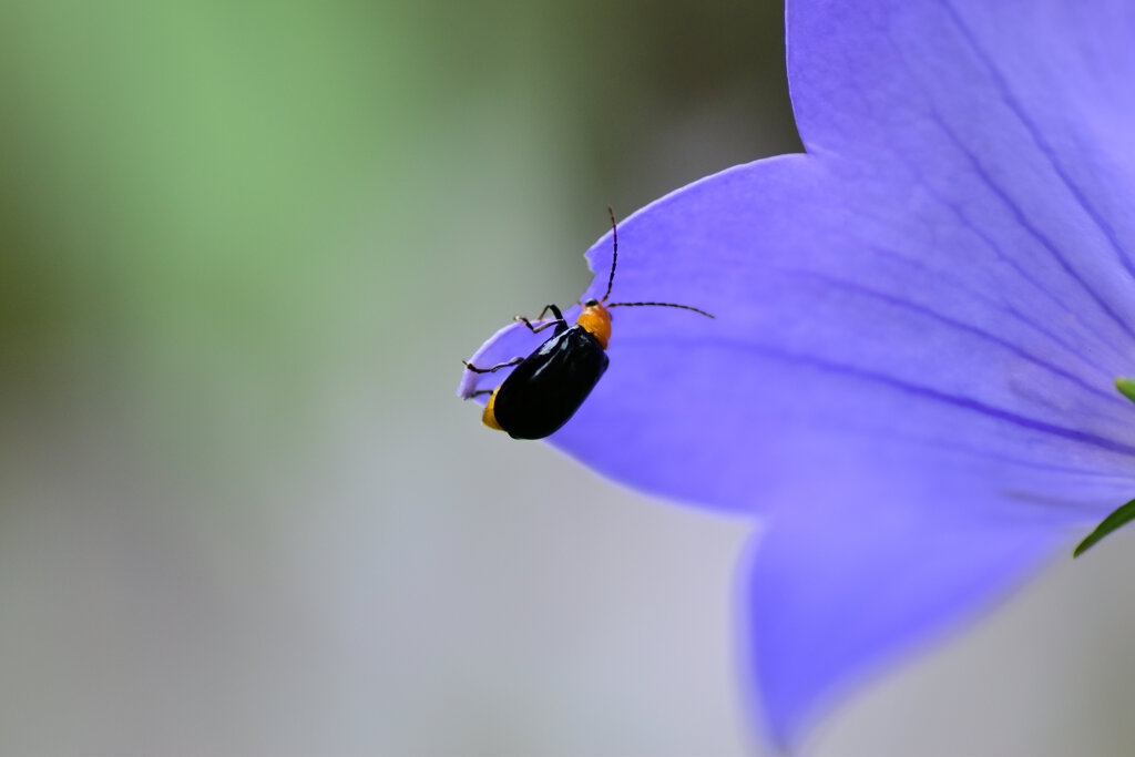 クロウリハムシ 　甲虫目　カブトムシ亜目　ハムシ科　ヒゲナガハムシ亜科