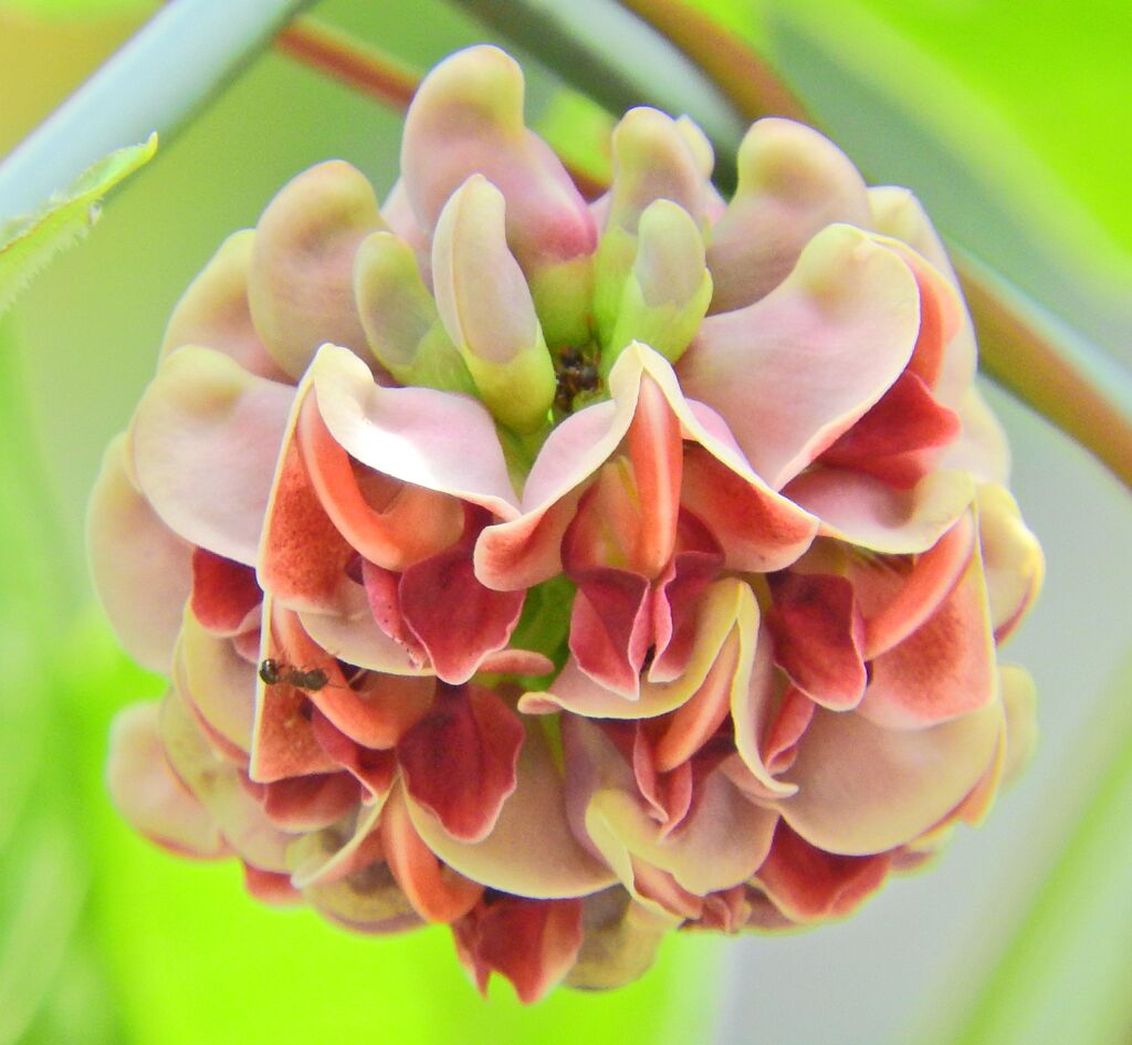 エアポテト（宇宙いも）　花　６