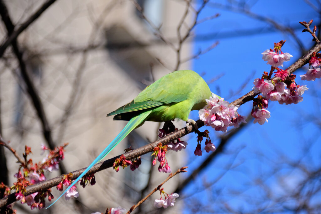 野生のワカケホンセイインコ 桜の花を食い散らかす　２
