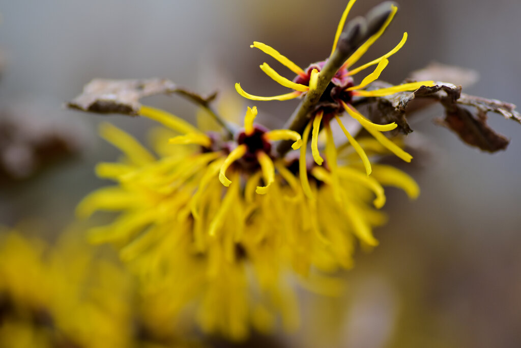 満作　満開　２