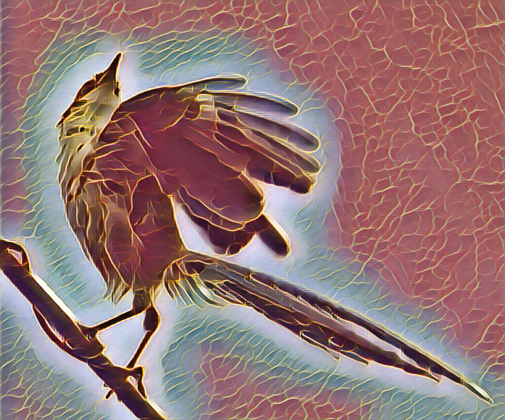 オナガ・・レタッチ加工でお遊び　１０