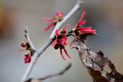 赤花万作（アカハナマンサク） ２