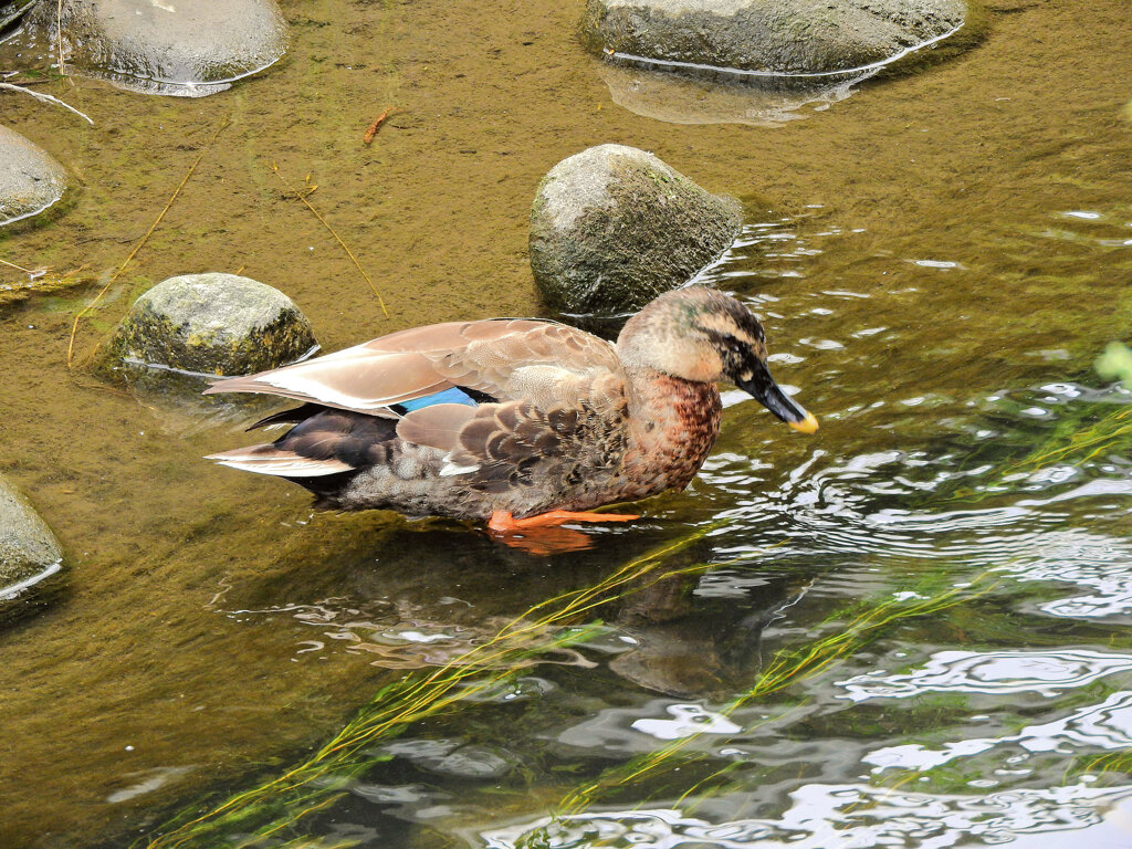 二ヶ領用水路・・カルガモ一家　４