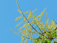 モクゲンジの花　４