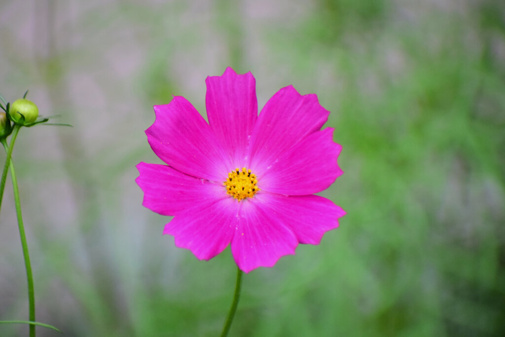早く秋になれぇ～秋桜　３