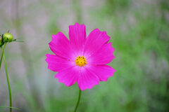 早く秋になれぇ～秋桜　３