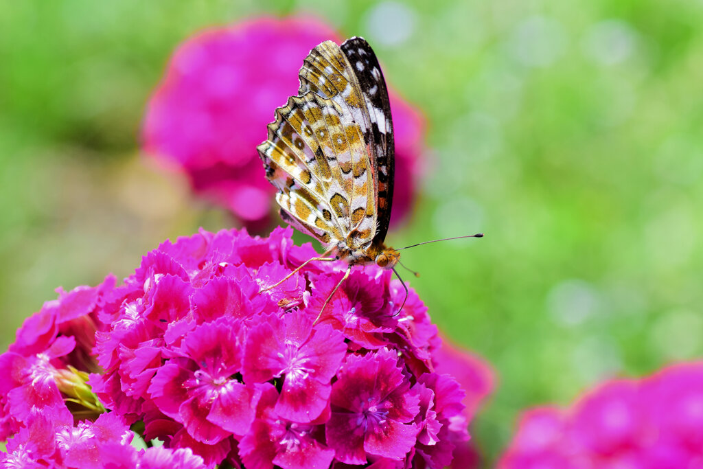 ツマグロヒョウモン　４