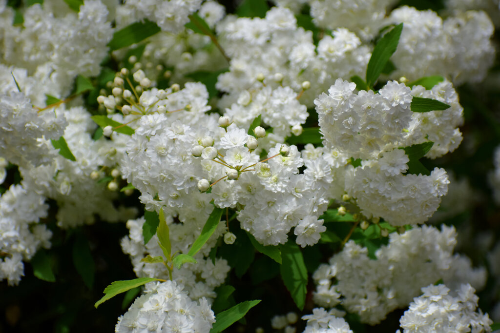 八重咲き小手毬（コデマリ）　３