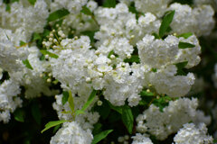 八重咲き小手毬（コデマリ）　３