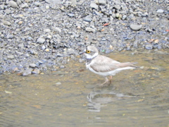矢上川で初めて出合った鳥さん　お名前は？2/3