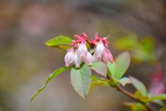ブルーベリーの花　２