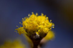 山茱萸 （さんしゅゆ） 春黄金花（はるこがねばな）５