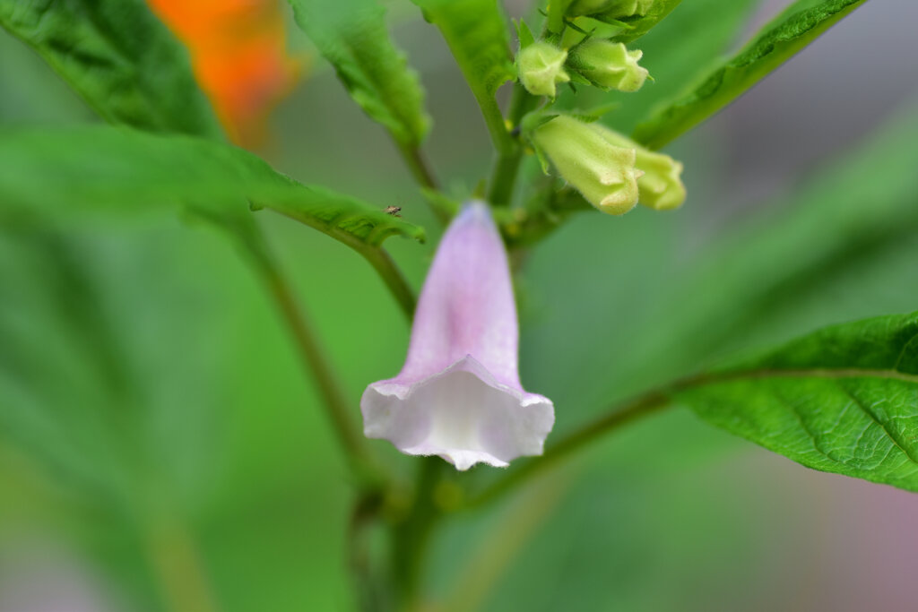 胡麻 （ごま）の花４