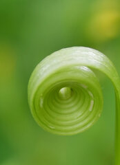 白花蒲公英の花が千切られた茎が・・・２
