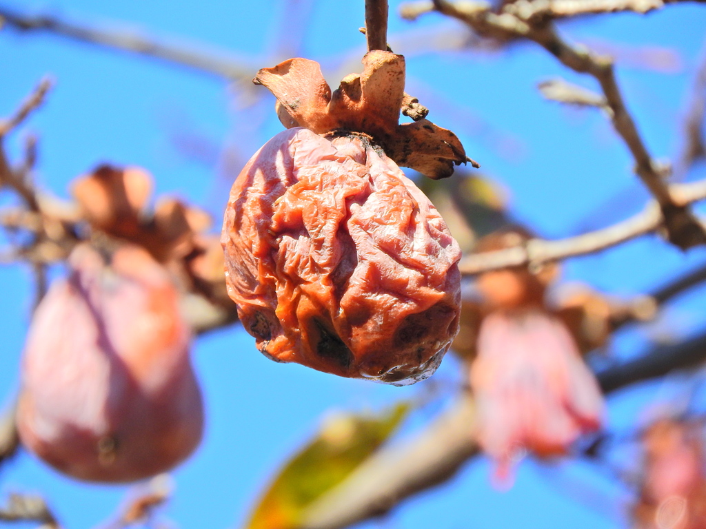 熟柿から婆柿へ・・・(￣◇￣;)　１０
