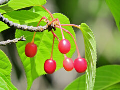 河津桜の実　２