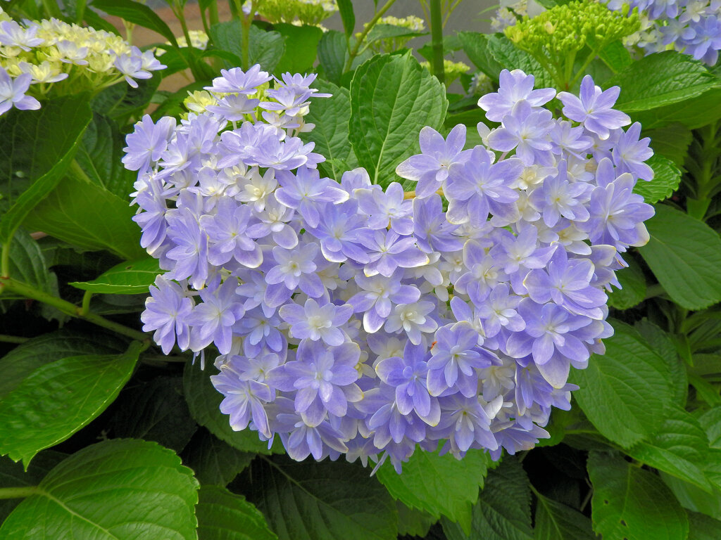 私の♡　ハートを探して　紫陽花