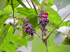 葛の花　1/2