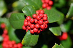 柊黐 （ひいらぎもち）、チャイニーズ・ホーリー、支那柊（しなひいらぎ）２