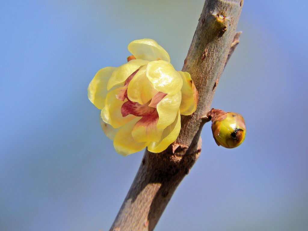 里山で蝋梅が開花　１