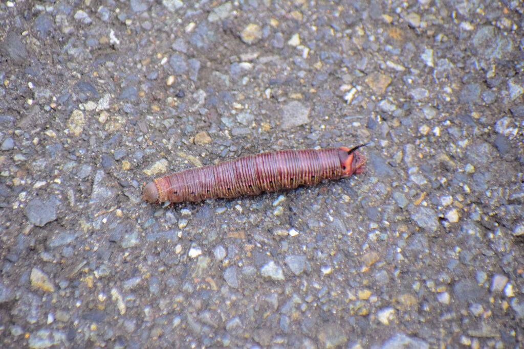 この幼虫は何者？　1/3