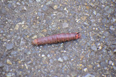 この幼虫は何者？　1/3