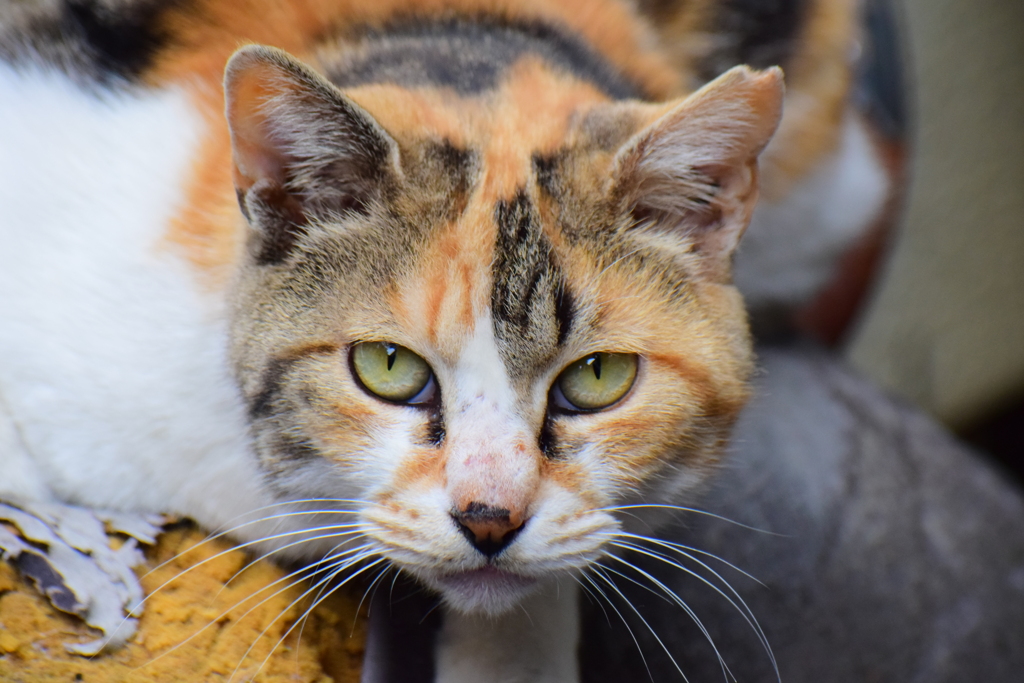 民家の朽ちたオートバイの上で地域猫さん(=`☻ω☻´=)ﾑ!　４