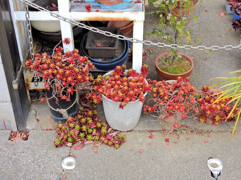 真冬の多肉植物　１０