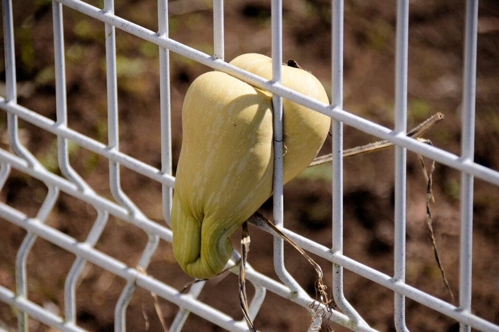 畑を逃げ出そうとしてタイ━━━━||Φ|(|´|Д|`|)|Φ||━━━━ホ１