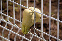 畑を逃げ出そうとしてタイ━━━━||Φ|(|´|Д|`|)|Φ||━━━━ホ１