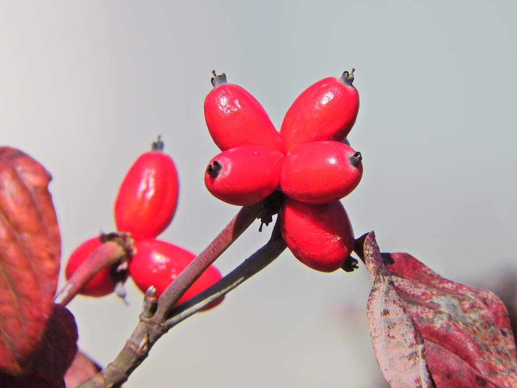 花水木　実　２