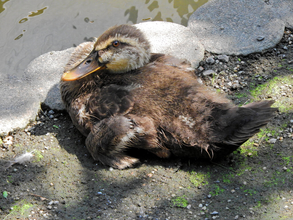 二ヶ領用水路・・カルガモ親子　2/2