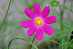 早く秋になれぇ～秋桜　５