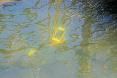 二ヶ領用水路・・捨てられたスマホ